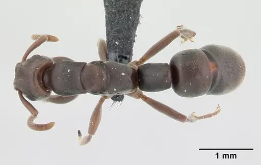 Platythyrea arthuri specimen CASENT0132632 image casent0132632_1