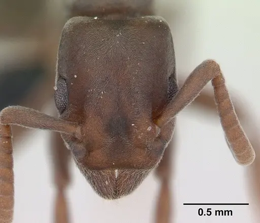 Platythyrea arthuri specimen CASENT0132632 image casent0132632_2