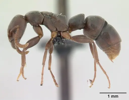 Platythyrea arthuri specimen CASENT0132632 image casent0132632_3
