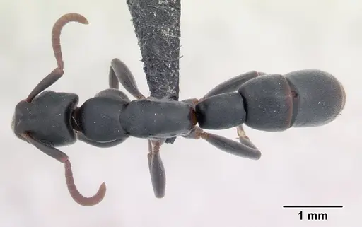 Platythyrea arthuri specimen CASENT0132647 image casent0132647_1