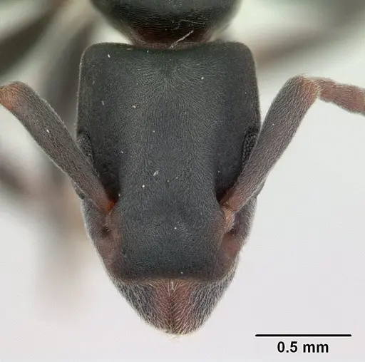 Platythyrea arthuri specimen CASENT0132647 image casent0132647_2