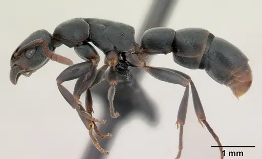 Platythyrea arthuri specimen CASENT0132647 image casent0132647_3