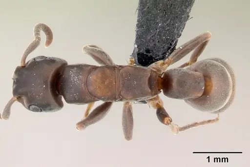 Platythyrea arthuri specimen CASENT0147547 image casent0147547_1