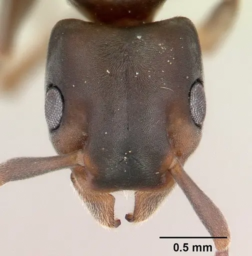 Platythyrea arthuri specimen CASENT0147547 image casent0147547_2