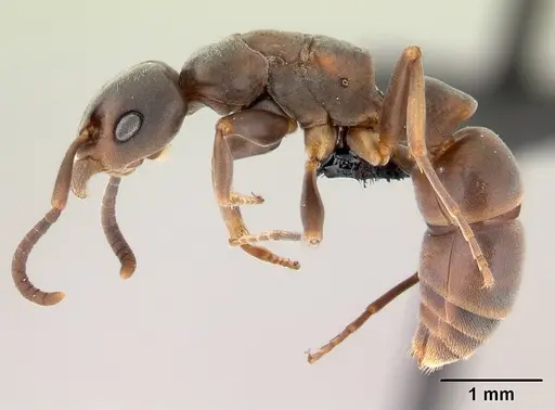 Platythyrea arthuri specimen CASENT0147547 image casent0147547_3