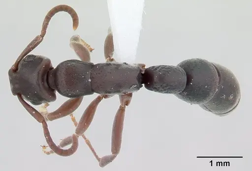 Platythyrea arthuri specimen CASENT0416250 image casent0416250_1