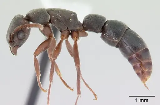 Platythyrea arthuri specimen CASENT0416250 image casent0416250_3