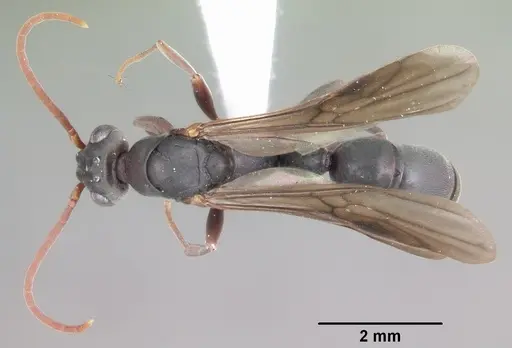 Platythyrea arthuri specimen CASENT0442287 image casent0442287_1