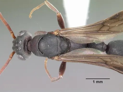 Platythyrea arthuri specimen CASENT0442287 image casent0442287_2