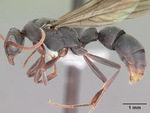 Platythyrea arthuri specimen CASENT0442287 image casent0442287_4