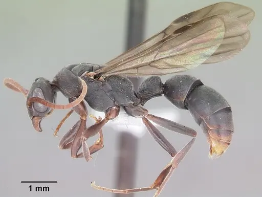 Platythyrea arthuri specimen CASENT0442287 image casent0442287_5