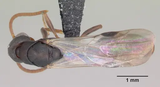 Platythyrea arthuri specimen CASENT0451373 image casent0451373_1