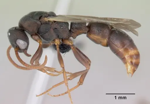 Platythyrea arthuri specimen CASENT0451373 image casent0451373_3