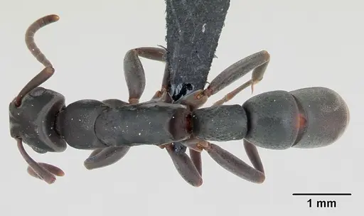 Platythyrea arthuri specimen CASENT0498535 image casent0498535_1