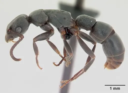 Platythyrea arthuri specimen CASENT0498535 image casent0498535_3