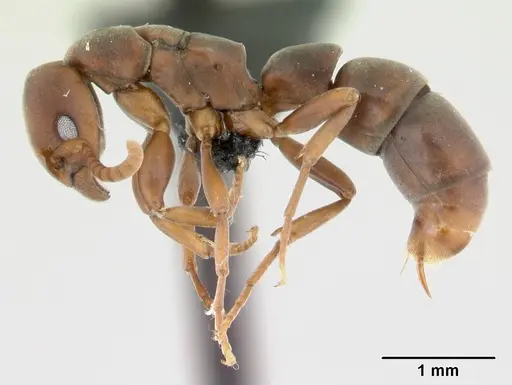 Platythyrea arthuri specimen CASENT0498624 image casent0498624_3
