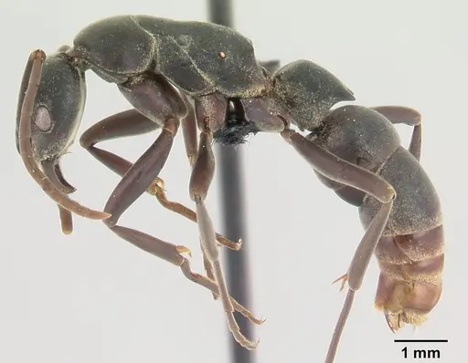 Platythyrea bicuspis specimen CASENT0048678 image casent0048678_3