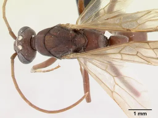 Platythyrea bicuspis specimen CASENT0050289 image casent0050289_1