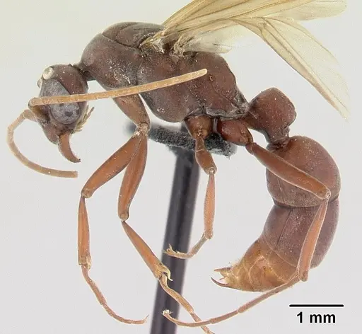 Platythyrea bicuspis specimen CASENT0050289 image casent0050289_3