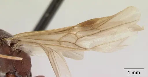 Platythyrea bicuspis specimen CASENT0050289 image casent0050289_4