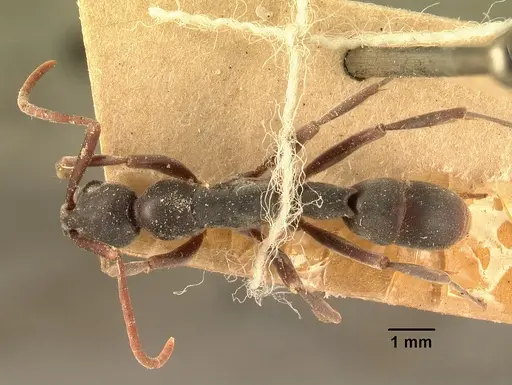 Platythyrea bicuspis specimen CASENT0101766 image casent0101766_1