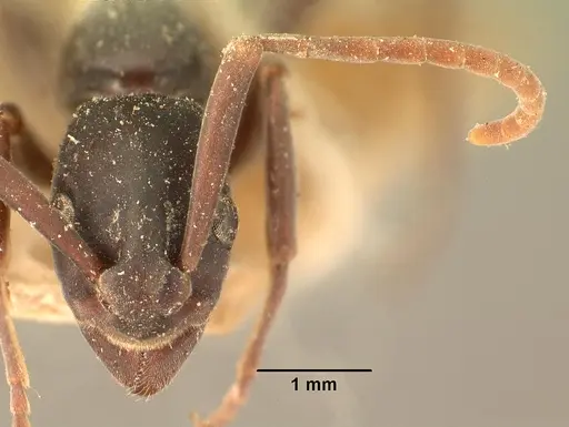 Platythyrea bicuspis specimen CASENT0101766 image casent0101766_2