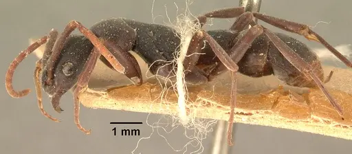 Platythyrea bicuspis specimen CASENT0101766 image casent0101766_3