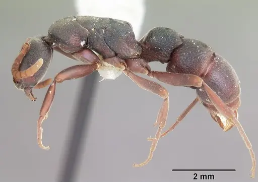 Platythyrea bicuspis specimen CASENT0102930 image casent0102930_3