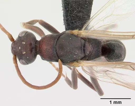 Platythyrea bicuspis specimen CASENT0117208 image casent0117208_1
