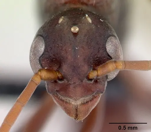 Platythyrea bicuspis specimen CASENT0117208 image casent0117208_2