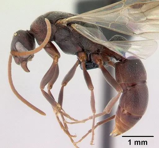 Platythyrea bicuspis specimen CASENT0117208 image casent0117208_3