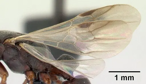 Platythyrea bicuspis specimen CASENT0117208 image casent0117208_4