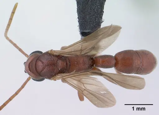 Platythyrea bicuspis specimen CASENT0138492 image casent0138492_1