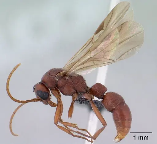 Platythyrea bicuspis specimen CASENT0138492 image casent0138492_3