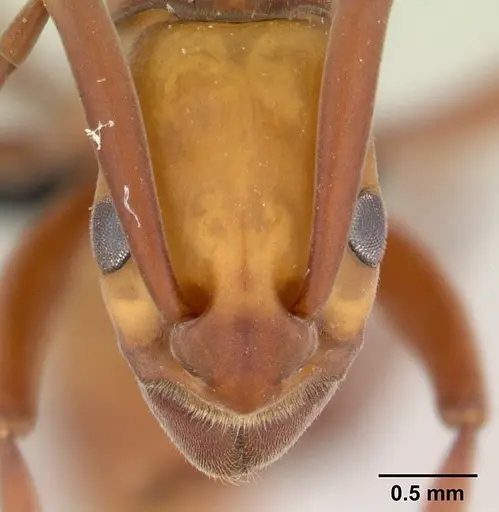 Platythyrea bicuspis specimen CASENT0497789 image casent0497789_2