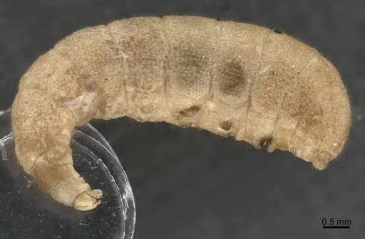 Platythyrea bicuspis specimen CASENT0923532 image casent0923532_1