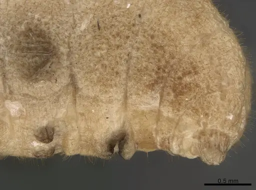 Platythyrea bicuspis specimen CASENT0923532 image casent0923532_2