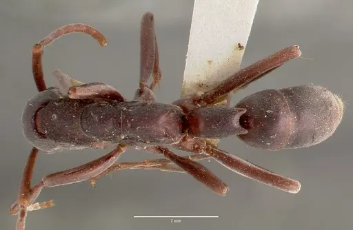 Platythyrea bicuspis specimen MCZTYPE20378 image mcztype20378_1