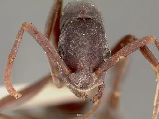 Platythyrea bicuspis specimen MCZTYPE20378 image mcztype20378_2