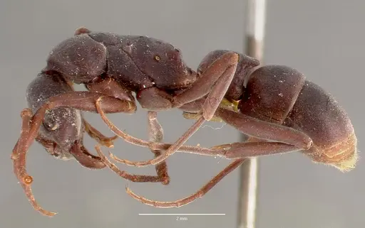 Platythyrea bicuspis specimen MCZTYPE20378 image mcztype20378_3