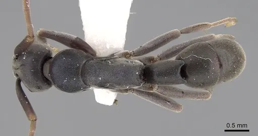 Platythyrea bidentata specimen CASENT0281867 image casent0281867_1