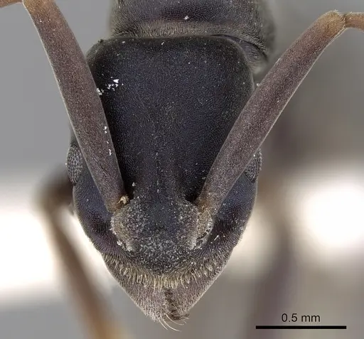 Platythyrea bidentata specimen CASENT0281867 image casent0281867_2