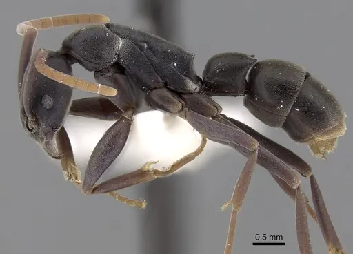 Platythyrea bidentata specimen CASENT0281867 image casent0281867_3