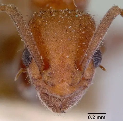 Platythyrea brunnipes specimen CASENT0172406 image casent0172406_2