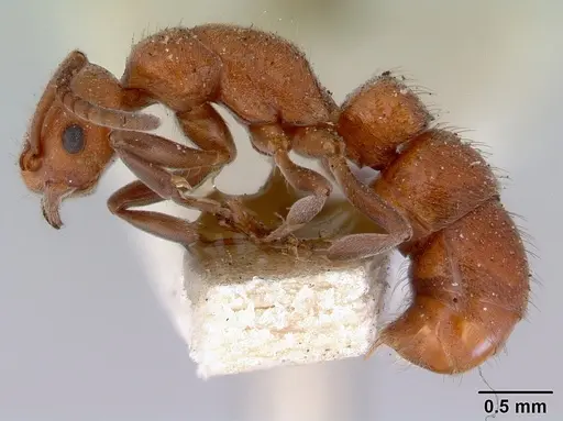 Platythyrea brunnipes specimen CASENT0172406 image casent0172406_3