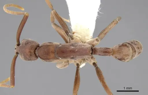 Platythyrea clypeata specimen CASENT0281866 image casent0281866_1