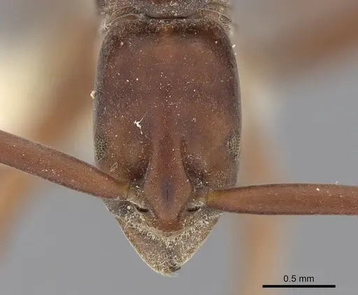 Platythyrea clypeata specimen CASENT0281866 image casent0281866_2