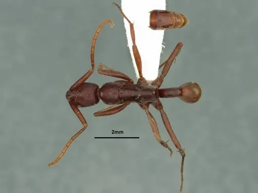 Platythyrea clypeata specimen CASENT0882081 image casent0882081_1