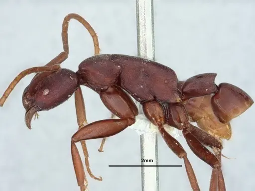 Platythyrea clypeata specimen CASENT0882081 image casent0882081_3