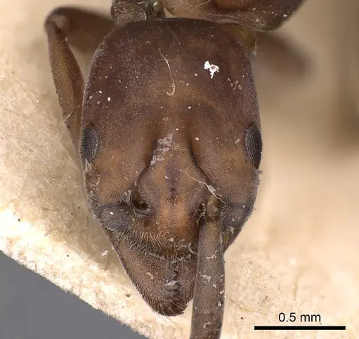 Platythyrea clypeata specimen CASENT0900568 image casent0900568_2